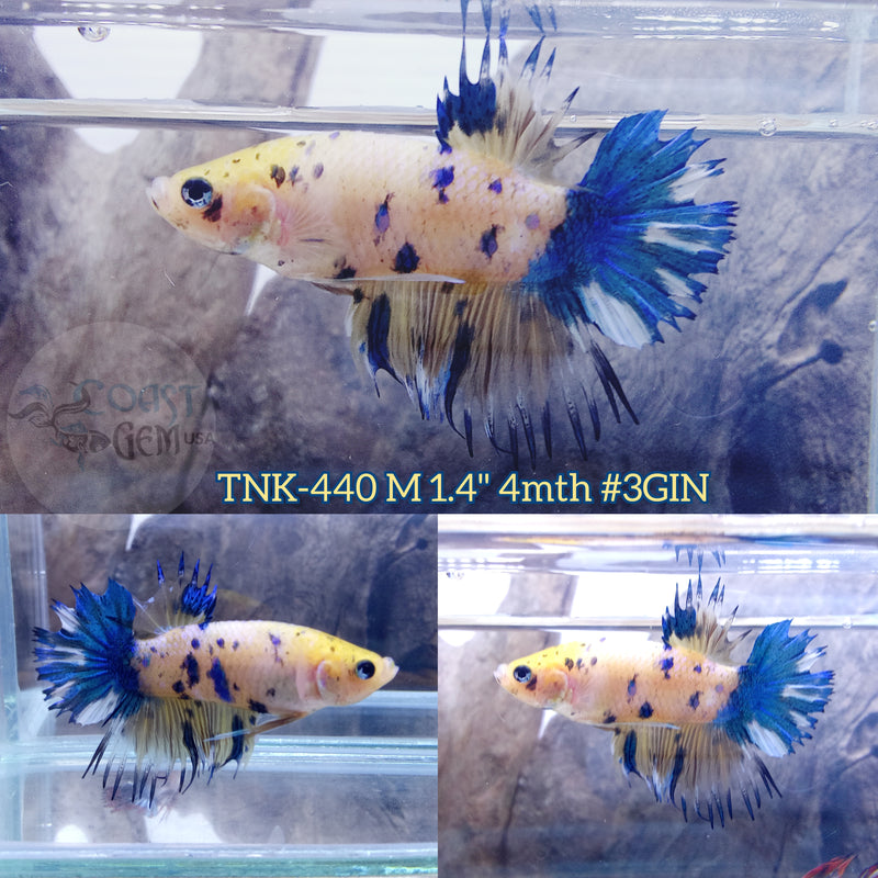 Live Male Betta Fancy Yellow Marble Crowntail Plakad (TNK-440) what you see what you get!!