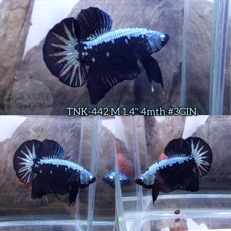 Live Male Betta Black Samurai Plakat (TNK-442) S349 what you see what you get!!