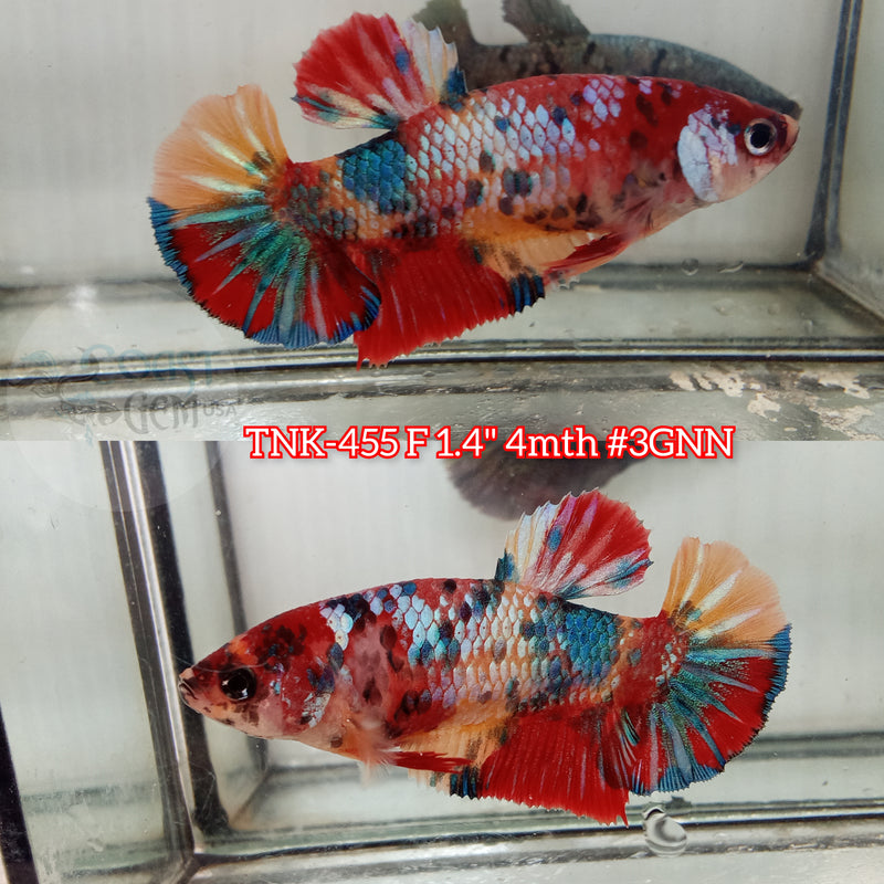 Live Female Betta Koi Metallic Multi colors Plakat (TNK-455) S029 High quality what you see what you get!!