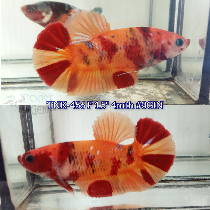 Live Female Betta Classic Nemo Non-Metallic Plakat (TNK-456) High quality what you see what you get!!