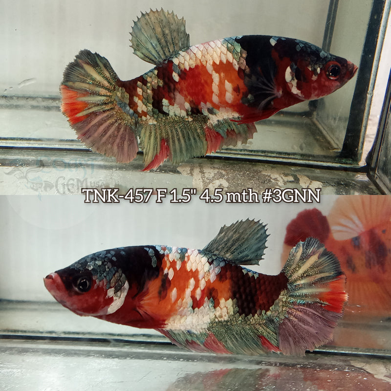 Live Female Betta Copper Koi Plakat (TNK-457) S030 High quality what you see what you get!!