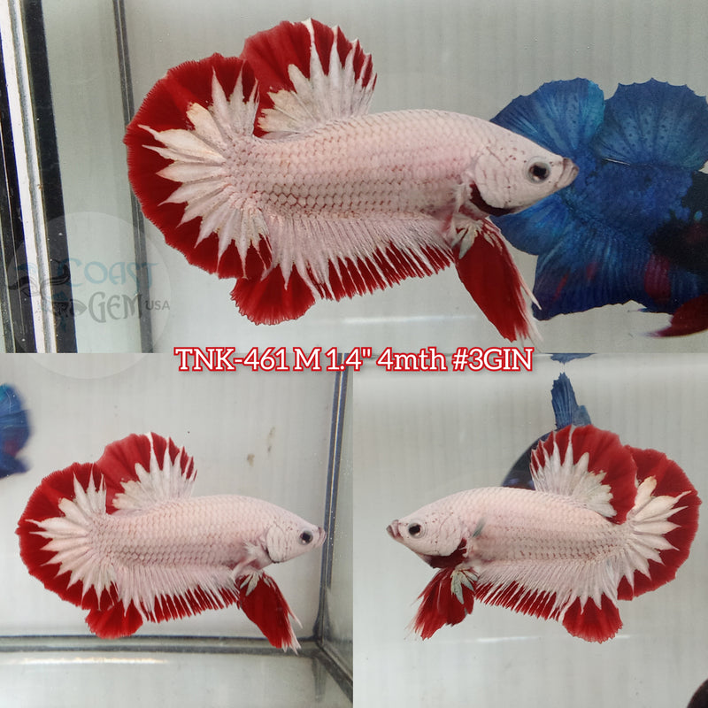 Live Male Betta Red Snow Plakat (TNK-461) S036 High quality what you see what you get!!