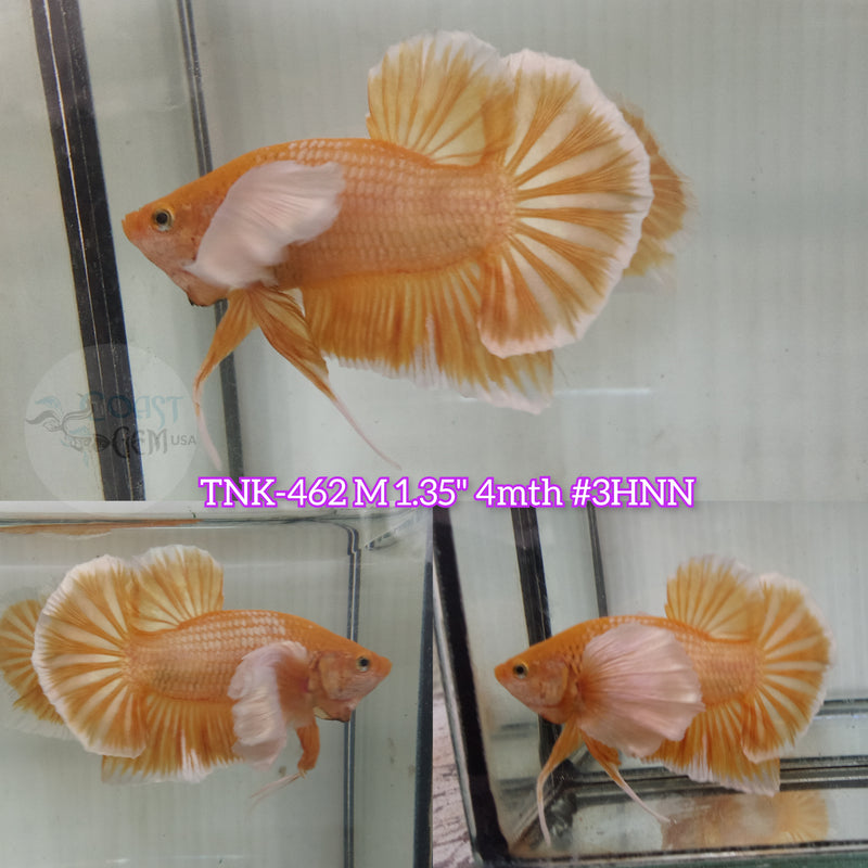 Live Male Betta Super Gold Dumbo big ear Plakat (TNK-462) High quality what you see what you get!!