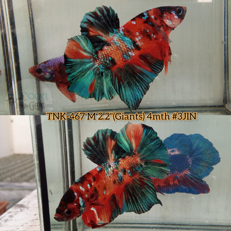 Live Male Betta Nemo Galaxy Giants Plakat (TNK-467) High quality what you see what you get!!