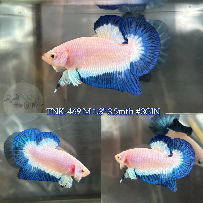 Live Male Betta Blue rim marble Plakat (TNK-469) High quality what you see what you get!!