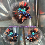 Live Male Betta Black Galaxy Stardust Halfmoon (TNK-474) High quality what you see what you get!!