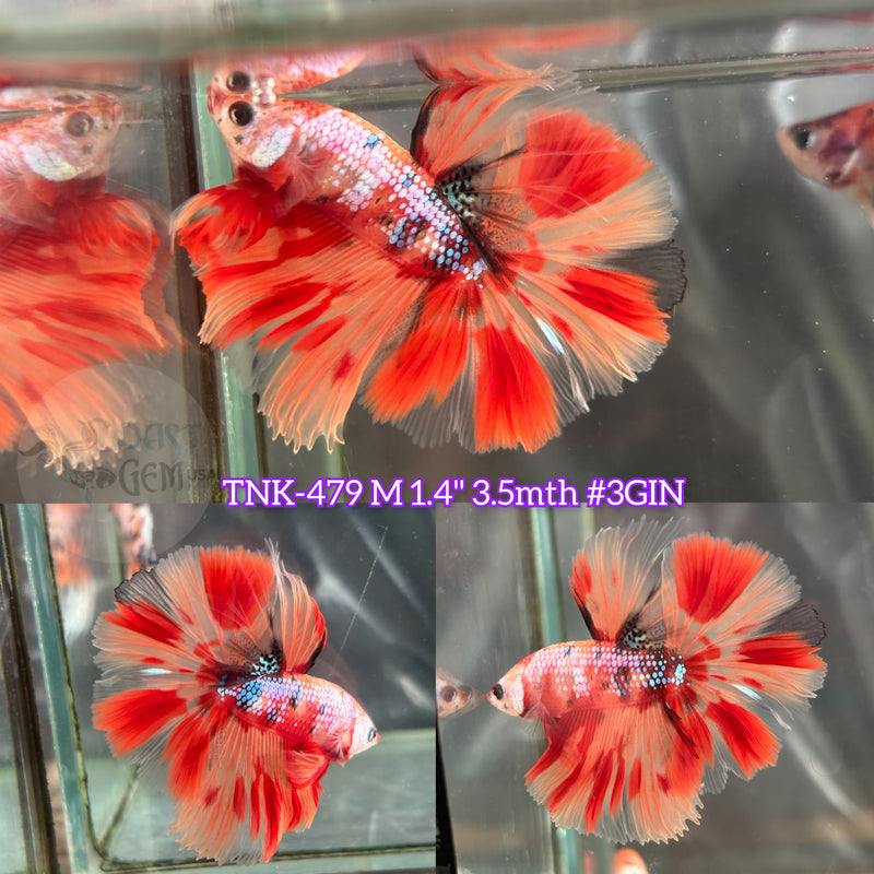 Live Male Betta Fire Nemo Metallic Halfmoon (TNK-479) S181 High quality what you see what you get!!