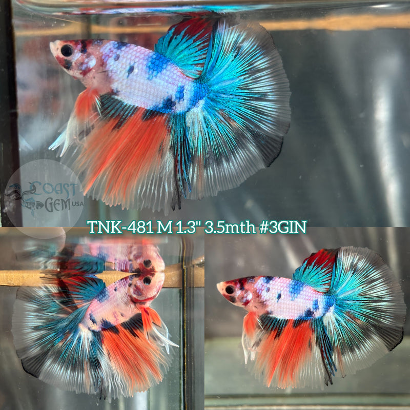 Live Male Betta Fancy Marble Halfmoon (TNK-481) S190 High quality what you see what you get!!