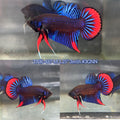 Live Male Betta Blue Red Imbellis Wild Plakat (TNK-487)  High quality what you see what you get!!