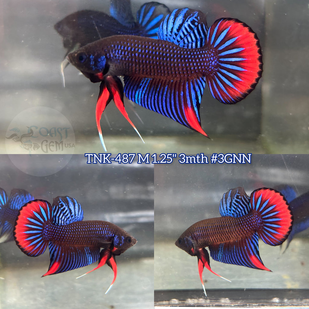 Live Male Betta Blue Red Imbellis Wild Plakat (TNK-487) High