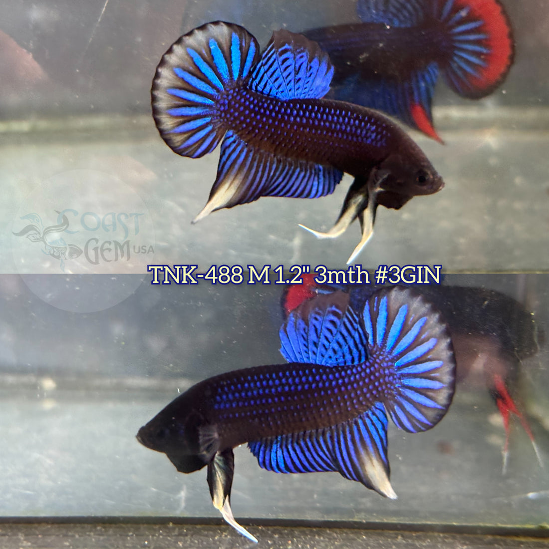 Live Male Betta Blue Yellow Siamorientalis Wild Plakat (TNK-488)  High quality what you see what you get!!