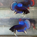 Live Male Betta Blue Yellow Siamorientalis Wild Plakat (TNK-488)  High quality what you see what you get!!