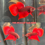 Live Male Betta Red Hybrid Splendens Wild Plakat (TNK-491) High quality what you see what you get!!