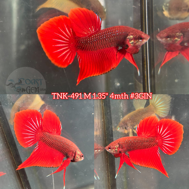 Live Male Betta Red Hybrid Splendens Wild Plakat (TNK-491) High quality what you see what you get!!