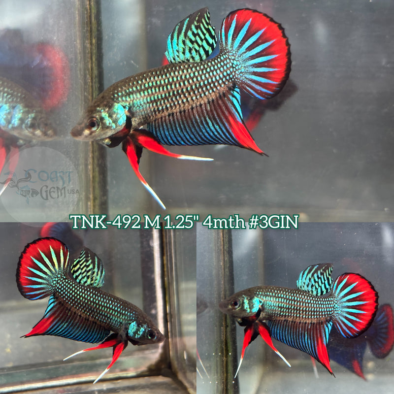 Live Male Betta Green Red Original imbellis Wild Plakat (TNK-492)  High quality what you see what you get!!