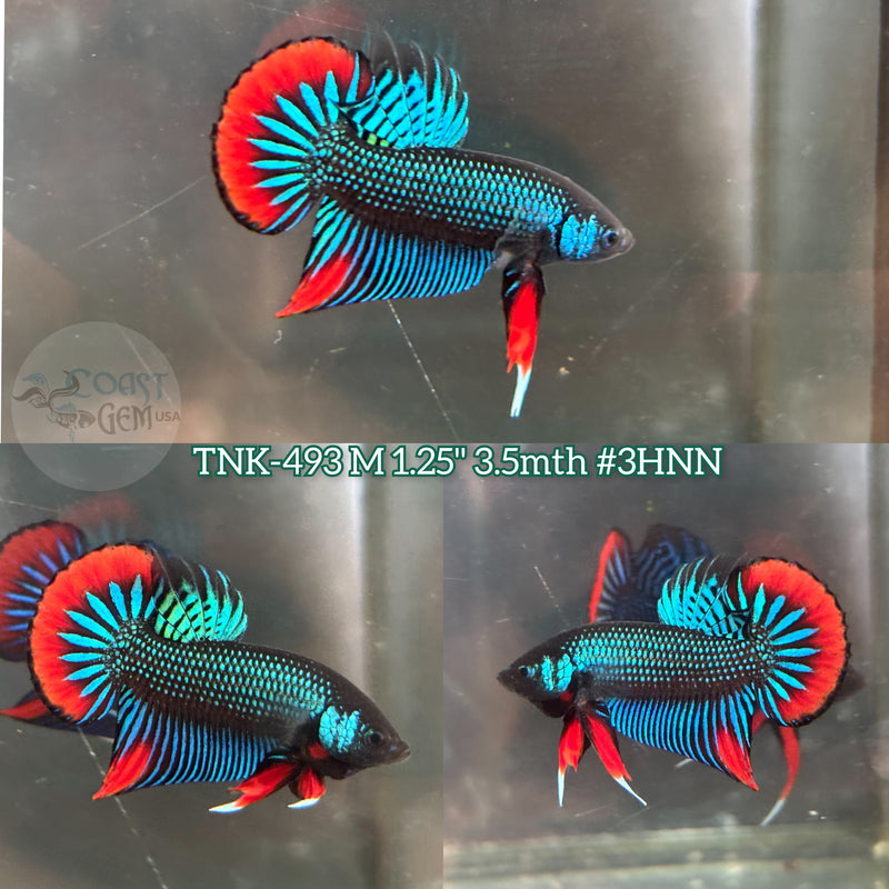 Live Male Betta Green Red Original imbellis Wild Plakat (TNK-493) High quality what you see what you get!!