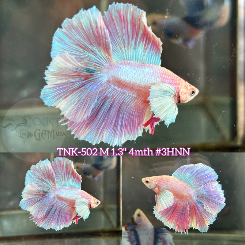 Live Male Betta Purple Pink Pastel colors Sweet tone Dumbo big ear Doubletail Halfmoon (TNK-502) High quality what you see what you get!!