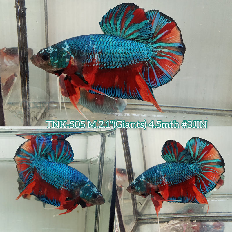 Live Male Betta Giants Emerald Nemo Plakat (TNK-505)High quality what you see what you get!!