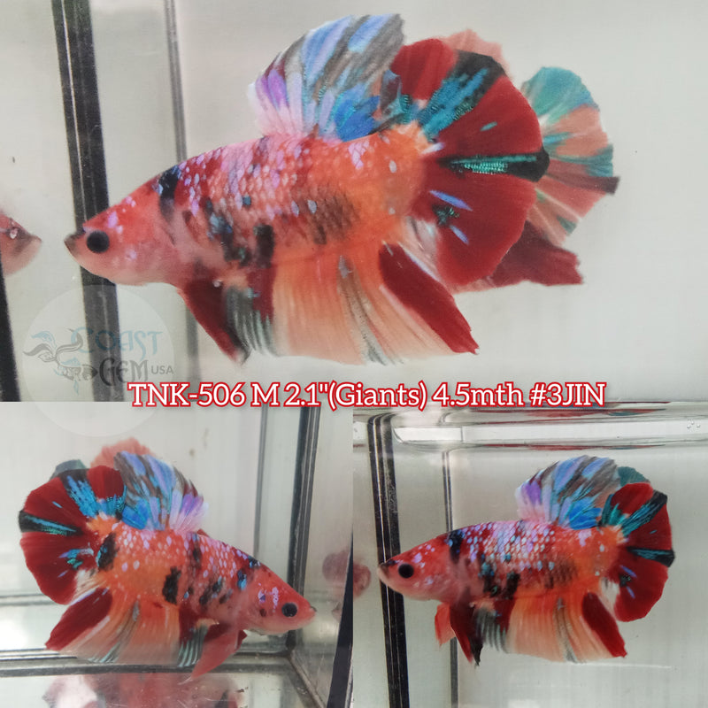 Live Male Betta Giants Nemo Metallic Plakat (TNK-506) High quality what you see what you get!!