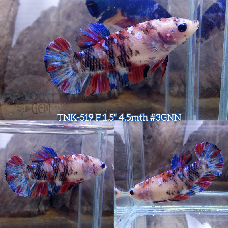 Live Female Betta Red Galaxy koi Plakat (TNK-519)S135 High quality what you see what you get!!
