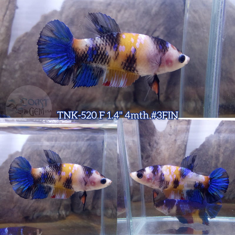 Live Female Betta Fancy koi Plakat (TNK-520)S345 High quality what you see what you get!!