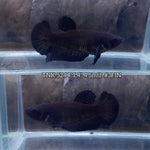 Live Female Betta Super Black Solid color Plakat (TNK-524) High quality what you see what you get!!