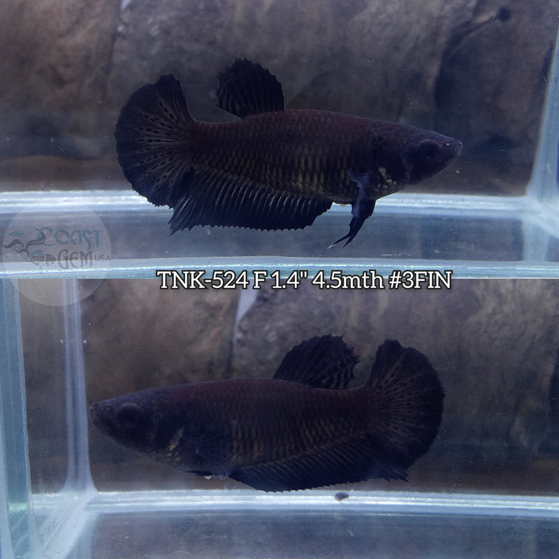 Live Female Betta Super Black Solid color Plakat (TNK-524) High quality what you see what you get!!