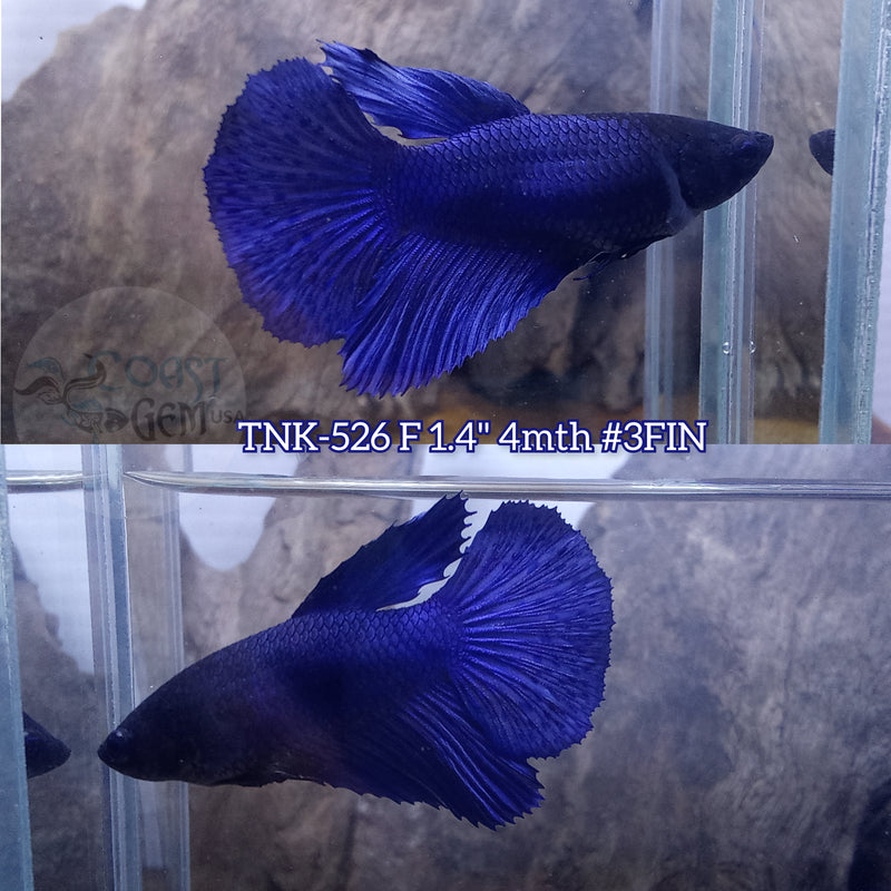 Live Female Betta Royal Blue Solid color Halfmoon (TNK-526)S103 High quality what you see what you get!!