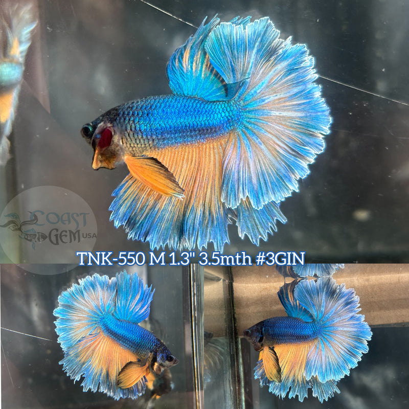 Live Male Betta Yellow blue mustard Halfmoon Rosetail (TNK-550)High quality what you see what you get!!