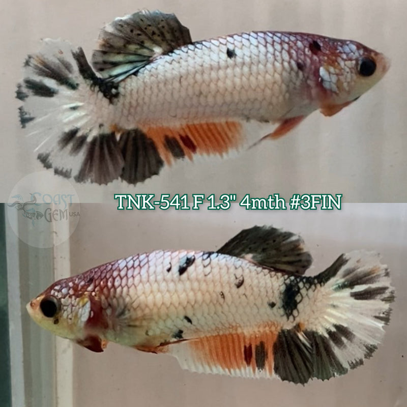Live Female Betta Fancy Copper Koi Plakat (TNK-541)S185 High quality what you see what you get!!