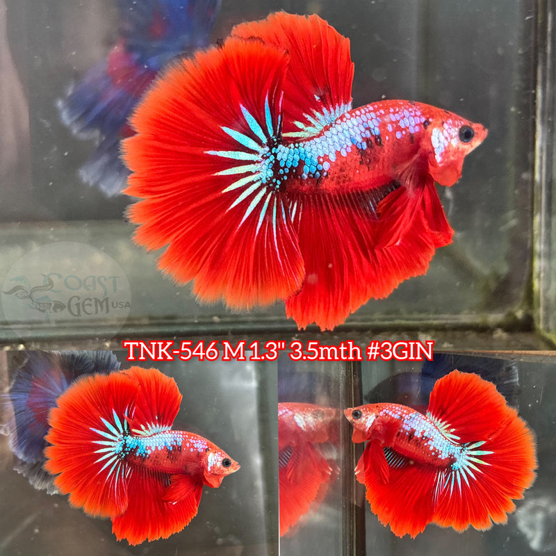 Live Male Betta Red Galaxy Koi Halfmoon (TNK-546)S178 High quality what you see what you get!!