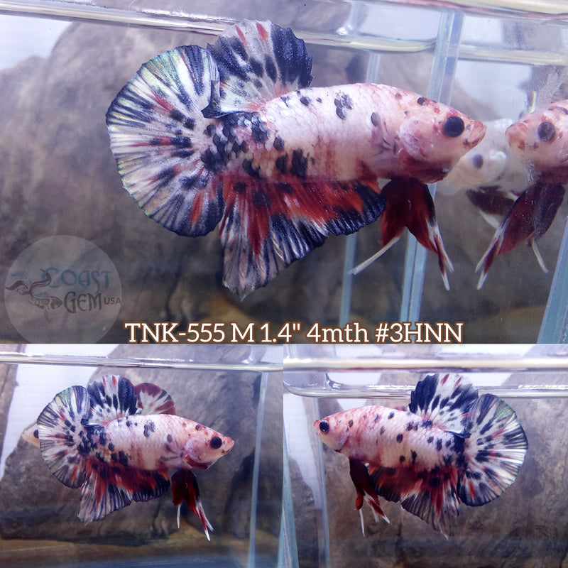 Live Male Betta Red Koi Copper Polkadot Plakat (TNK-555)S243 High quality what you see what you get!!