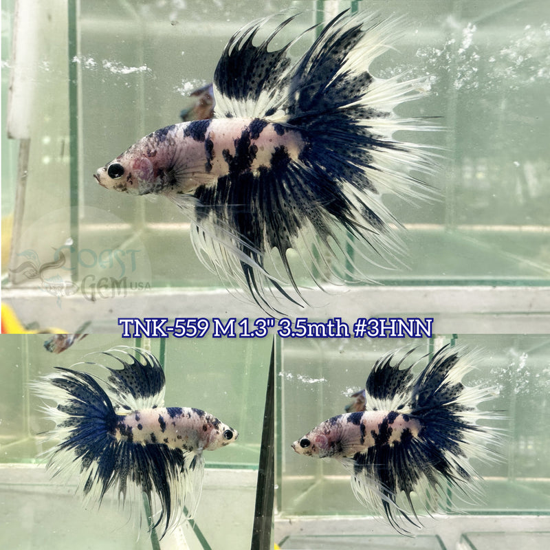Live Male Betta Fancy Blue Marble Moo cow Crowntail (TNK-559) High quality what you see what you get!!