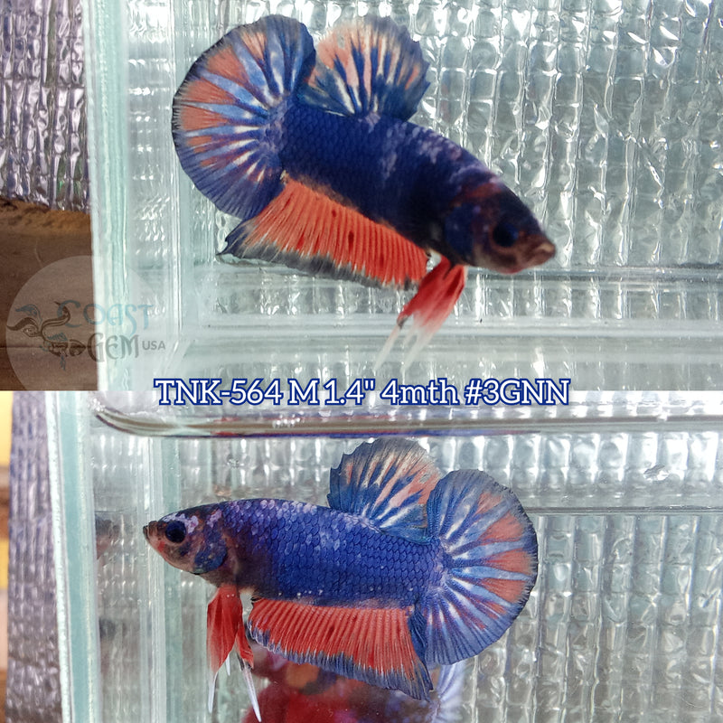 Live Male Betta Fancy Blue orange marble Plakat (TNK-564) S213 High quality what you see what you get!!