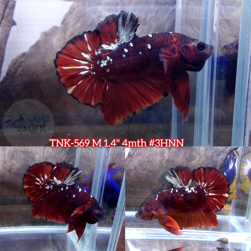 Live Male Betta Red Galaxy Stardust Plakat (TNK-569) S139 High quality what you see what you get!!