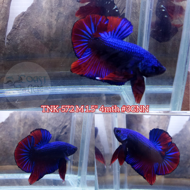 Live Male Betta Fancy Dragon Bigtail Plakat (TNK-572) High quality what you see what you get!!