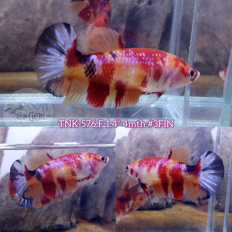 Live Female Betta Nemo Metallic Plakat (TNK-576) S360 High quality what you see what you get!!