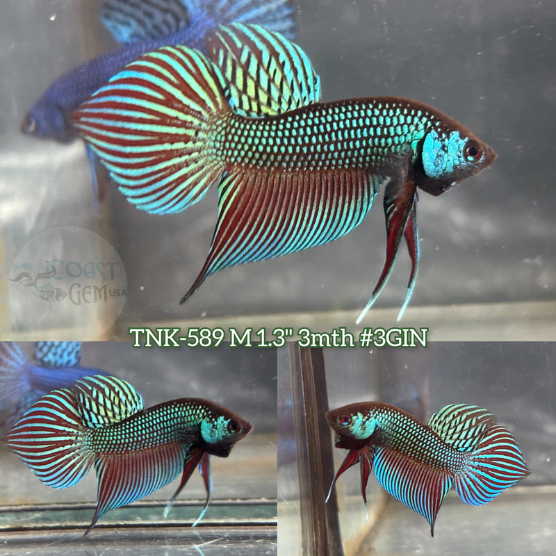 Live Male Betta Green Mahachai Wild Plakat (TNK-589) S341 High quality what you see what you get!!