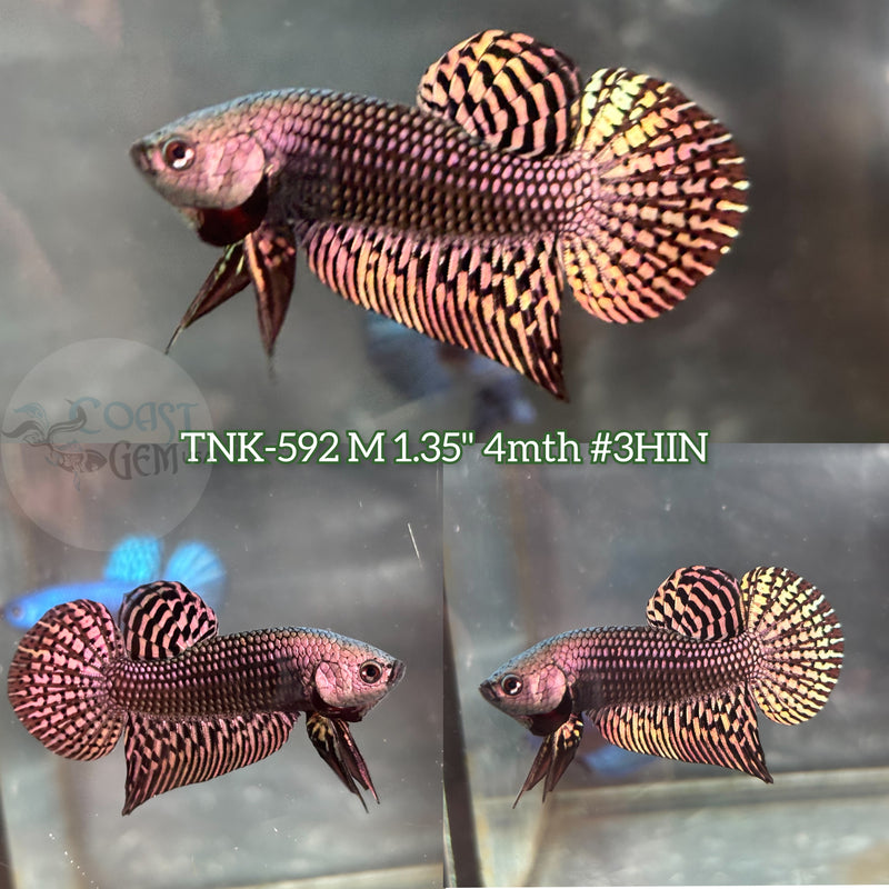 Live Male Betta Copper Ailen Hybrid Wild Plakat (TNK-592) S189 High quality what you see what you get!!