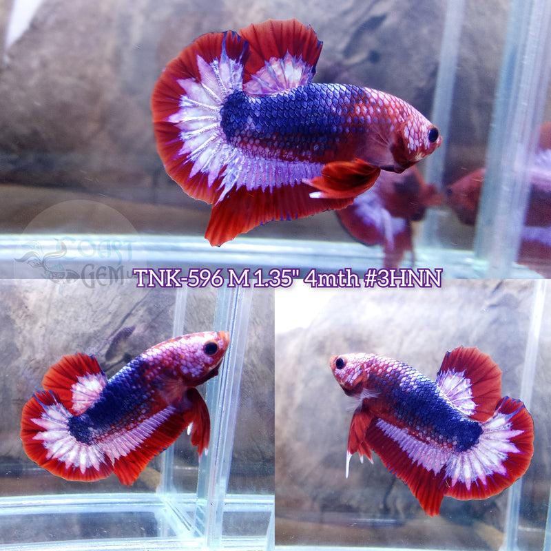 Live Male Betta Thaiflag Pattern colors Plakat (TNK-596) S038 High quality what you see what you get!!