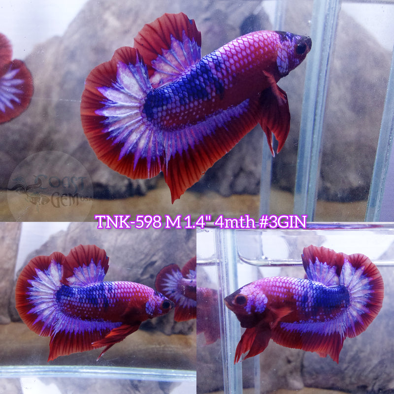 Live Male Betta Thaiflag Pattern colors Plakat (TNK-598) S100 High quality what you see what you get!!