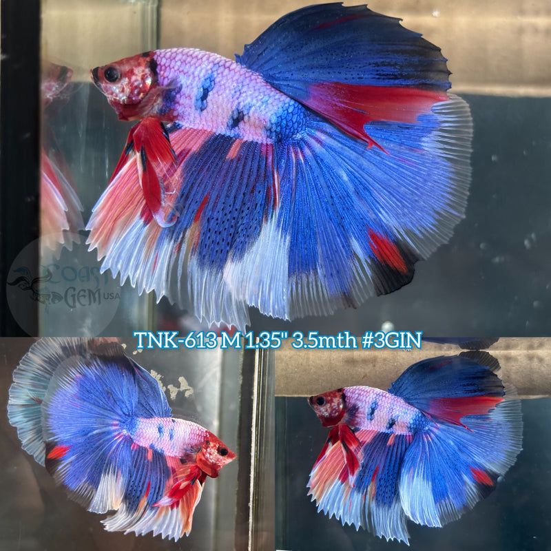 Live Male Betta Fancy marble Halfmoon (TNK-613) S242  High quality what you see what you get!!