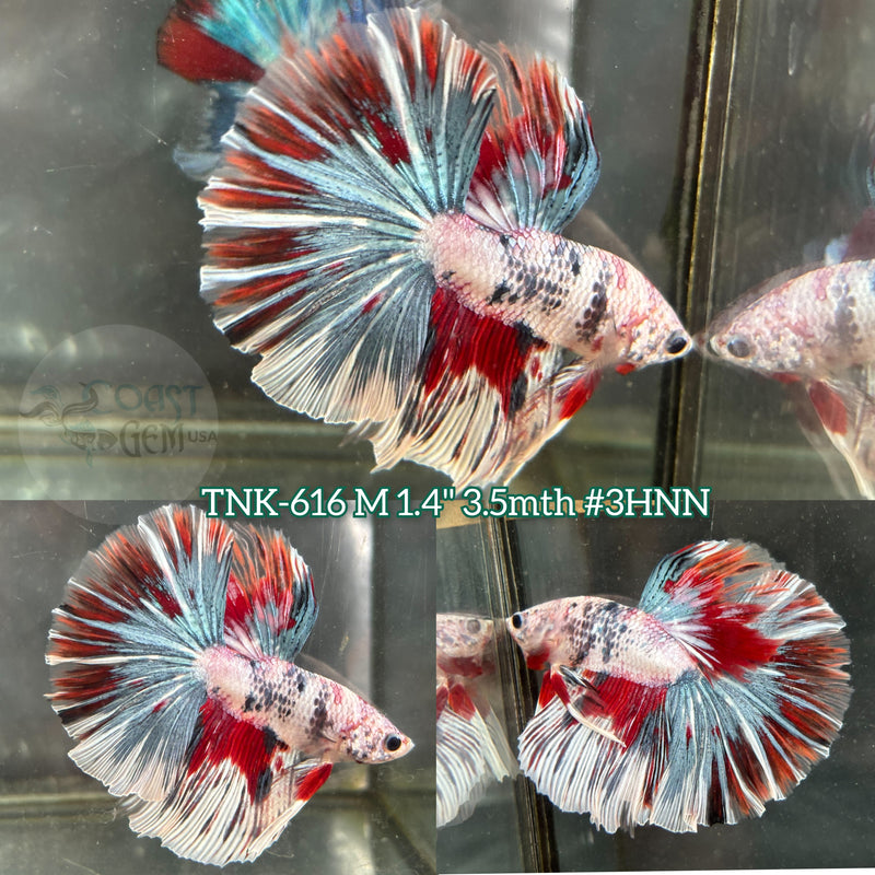 Live Male Betta Fancy Koi Over Halfmoon (TNK-616) S096 High quality what you see what you get!!