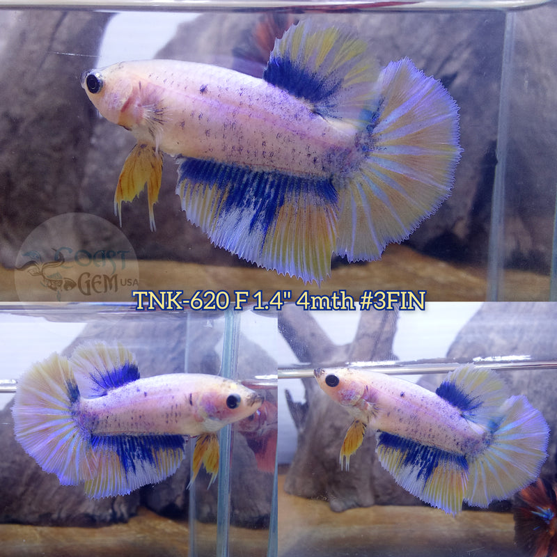 Live Female Betta Fancy Blue Yellow Grizzle Halfmoon (TNK-620)S353 High quality what you see what you get!!