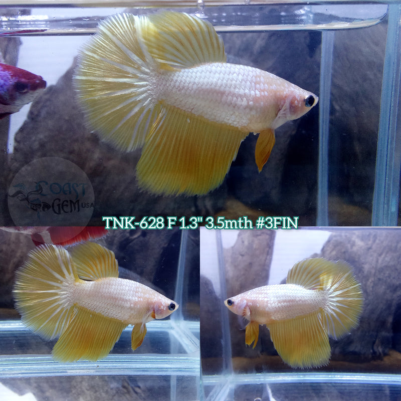 Live Female Betta Gold Dragon Halfmoon (TNK-628) S037 High quality what you see what you get!!