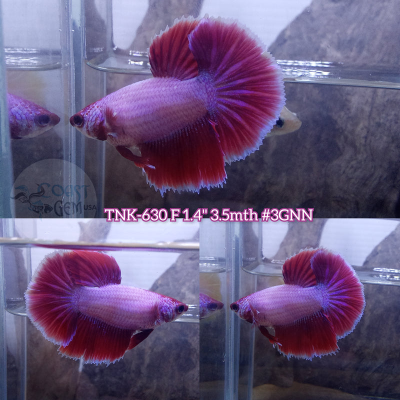 Live Female Betta Purple Pink Lavender Halfmoon (TNK-630) High quality what you see what you get!!