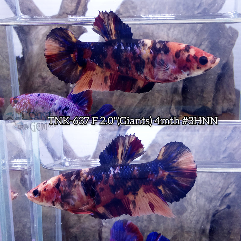 Live Female Betta Black Koi Giants Plakat (TNK-637) High quality what you see what you get!!
