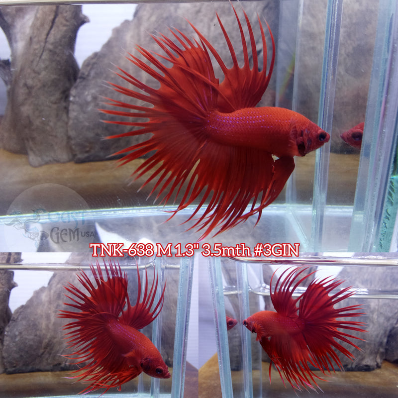 Live Male Betta Super Red Solid color Crowntail (TNK-638) S265 High quality what you see what you get!!