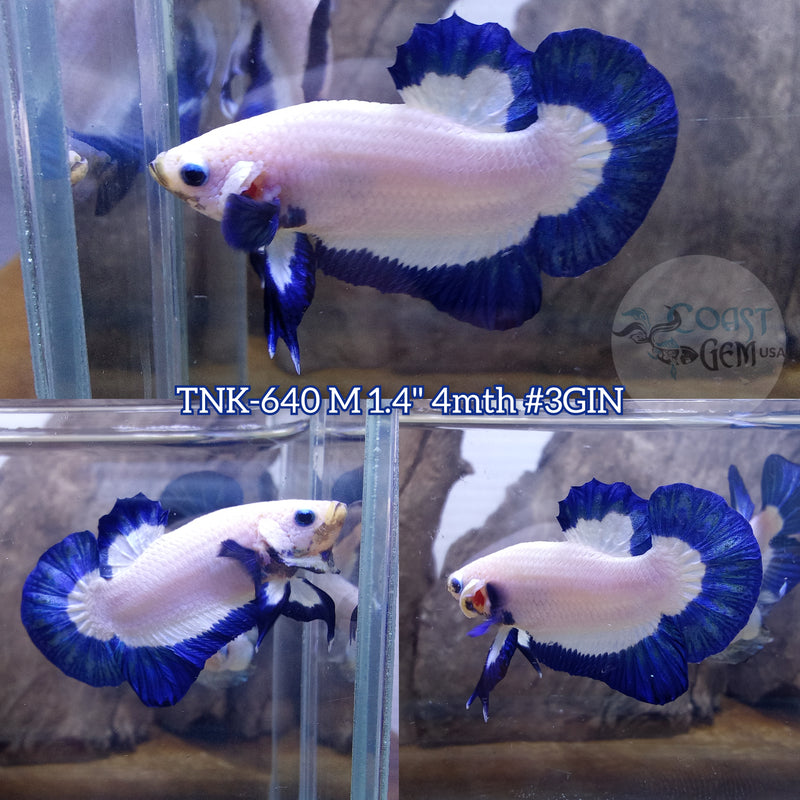 Live Male Betta Blue rim Marble Plakat (TNK-640) S268 High quality what you see what you get!!