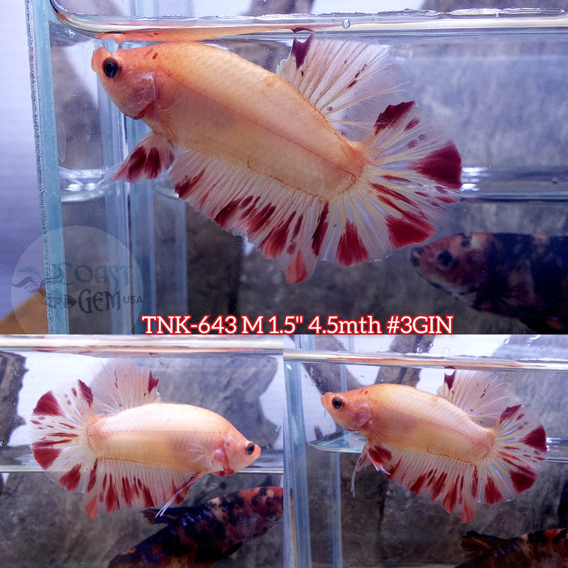 Live Male Betta Orange Vanda Armageddon Plakat (TNK-643) S105 High quality what you see what you get!!